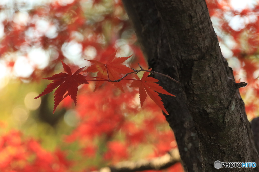 紅葉真っ盛り２