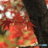 紅葉真っ盛り２