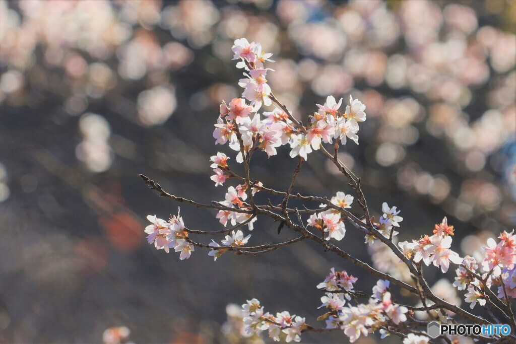 十月桜