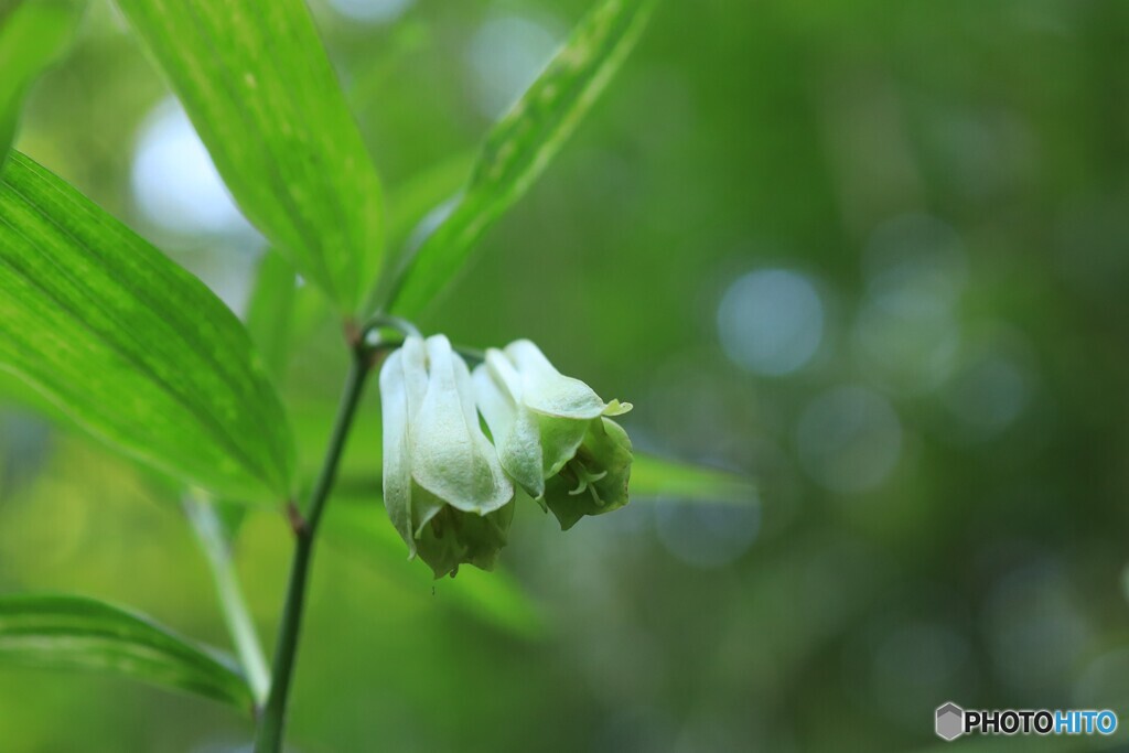 宝鐸草