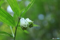 宝鐸草