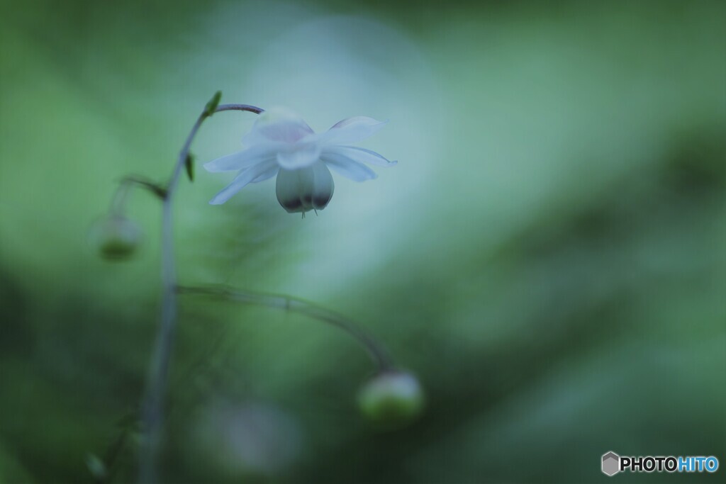 美しき花