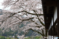 古刹の桜