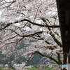 古刹の桜