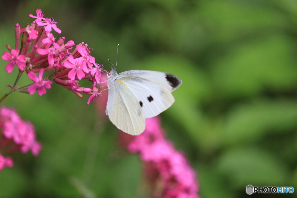 White&pink