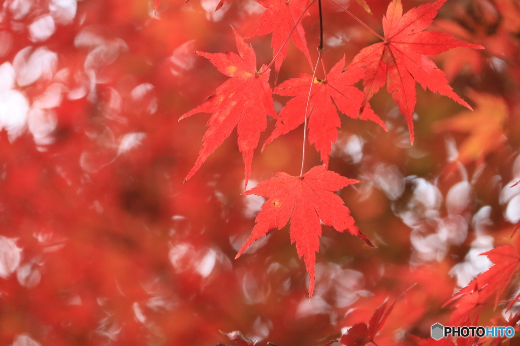 照り紅葉