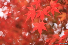 照り紅葉