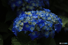 紫陽花の青