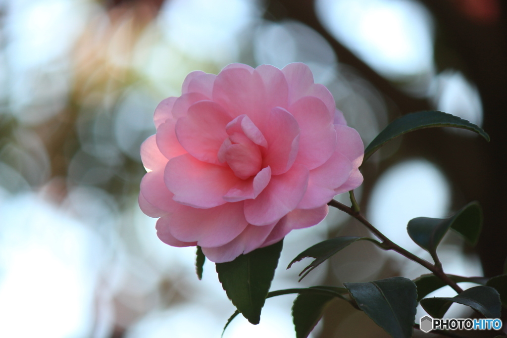 山茶花