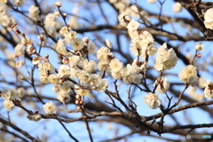 梅は咲いたか桜はまだかいな