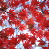 紅葉最前線