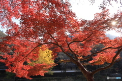 紅葉狩り