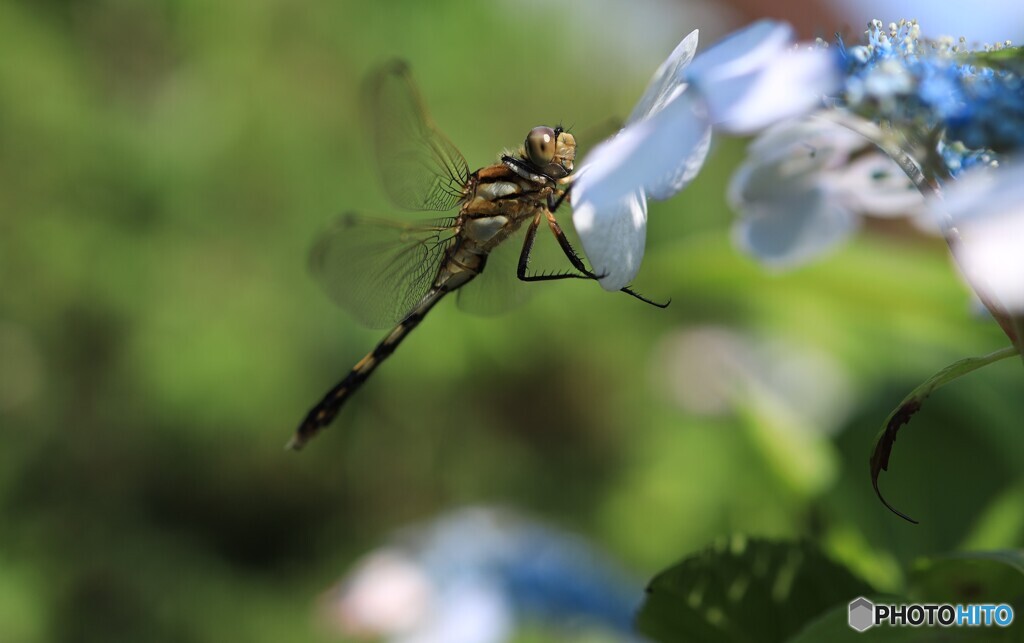 紫陽花に蜻蛉