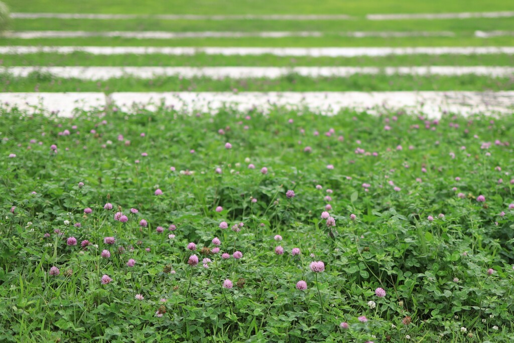 アカツメクサ畑