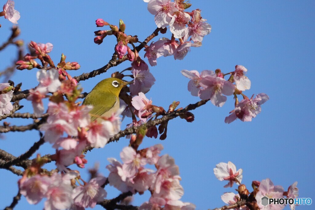 サクジローの花見