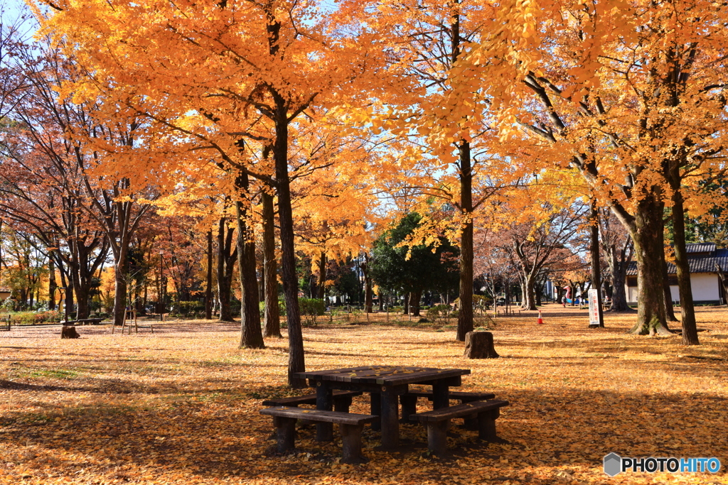 秋色の公園