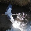 アオサギ