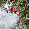 玉川上水にて