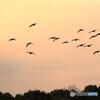 ねぐらに帰る夕空