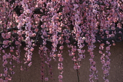 しだれ梅