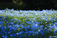 ネモフィラのお花畑