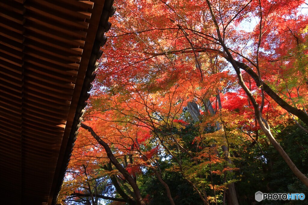 高幡不動尊の紅葉Ⅱ