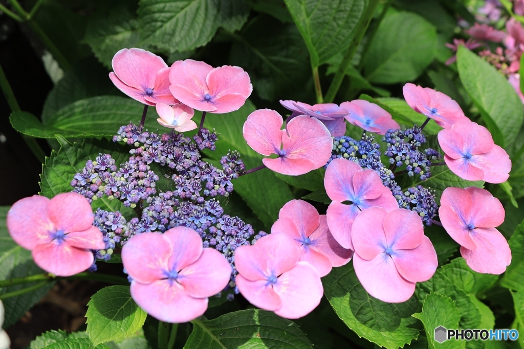 長谷寺の紫陽花