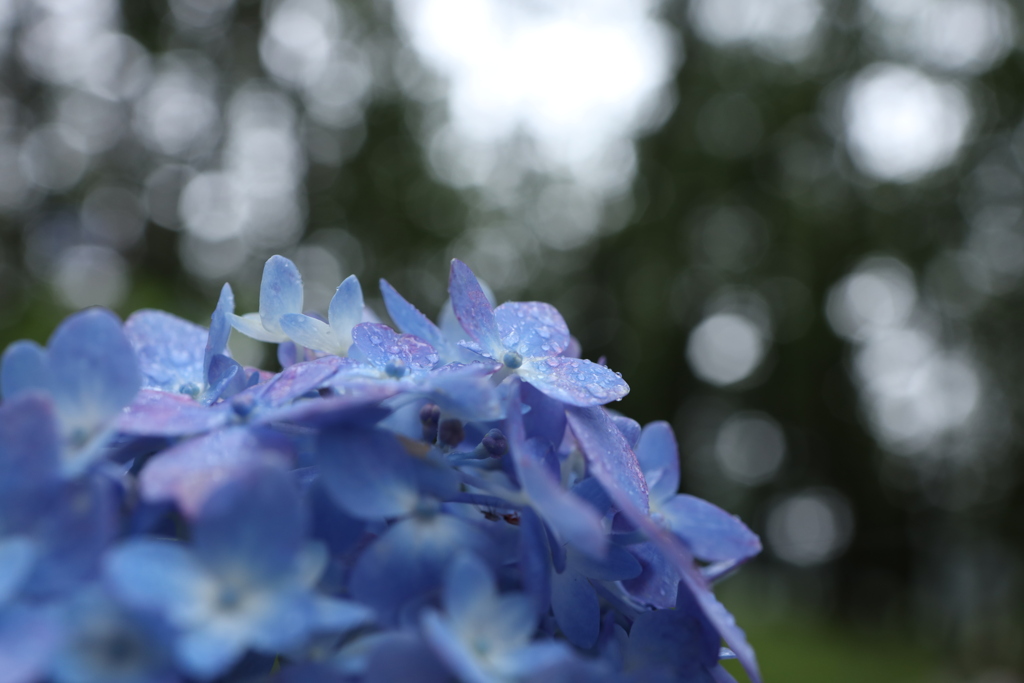 紫陽花を眺める