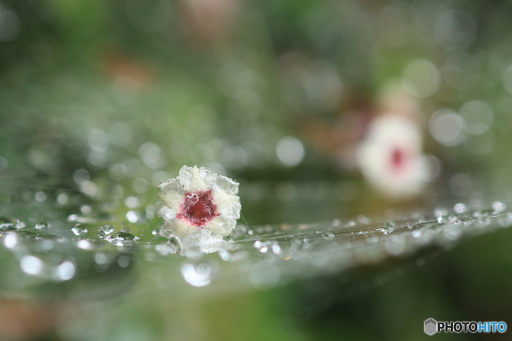 蜘蛛のベッド