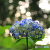 紫陽花をもとめて