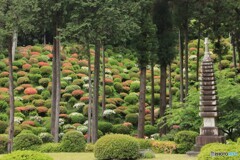 花は遅かった