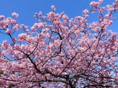 桜時