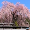 さくら♪空いっぱいに