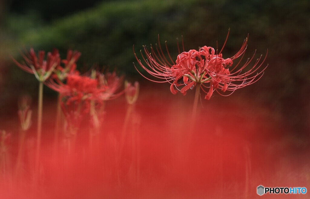 曼珠沙華2