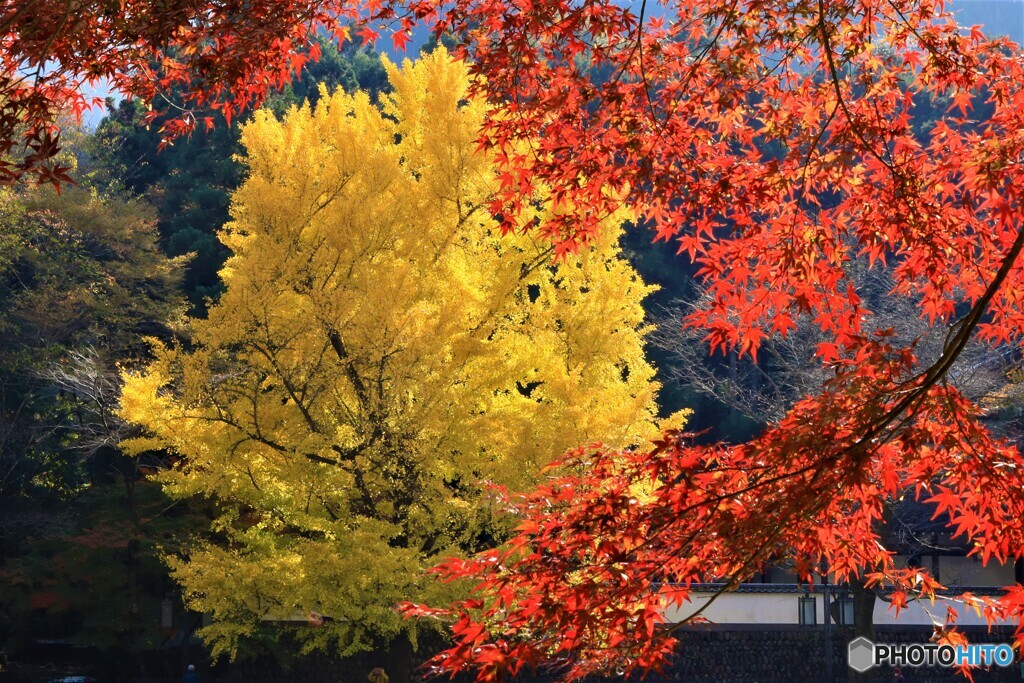 紅葉が額縁