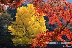 紅葉が額縁