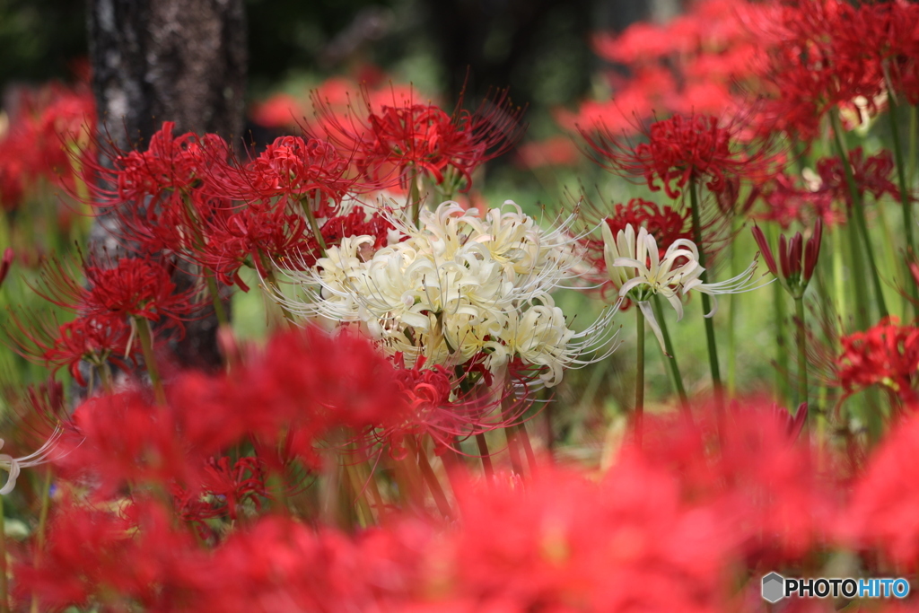 紅白曼珠沙華