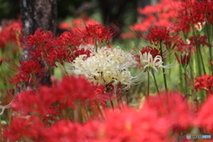 紅白曼珠沙華