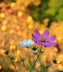 黄葉に 秋桜