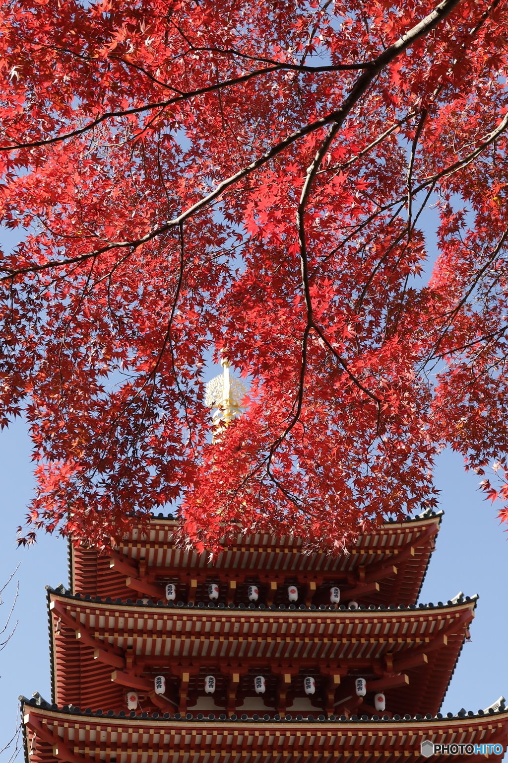 紅葉と五重の塔