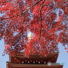 紅葉と五重の塔