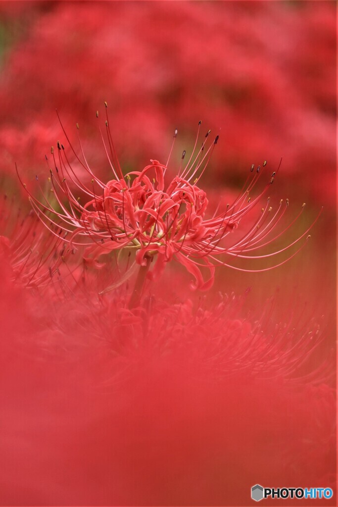 曼珠沙華の赤