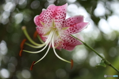 荘厳