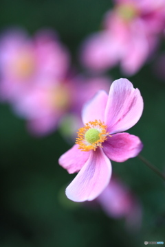 秋明菊の咲くころ