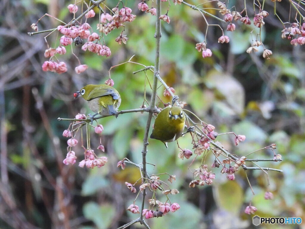 マユミに集まる