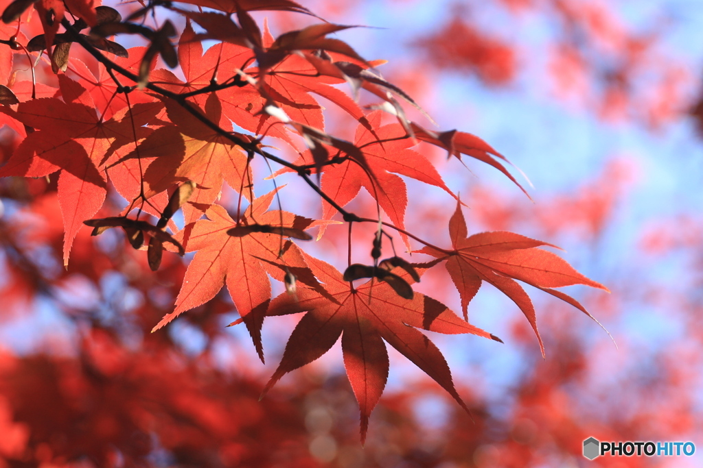  紅葉真っ盛り