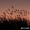 夕焼けを背景に