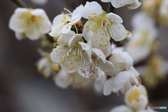早春の白