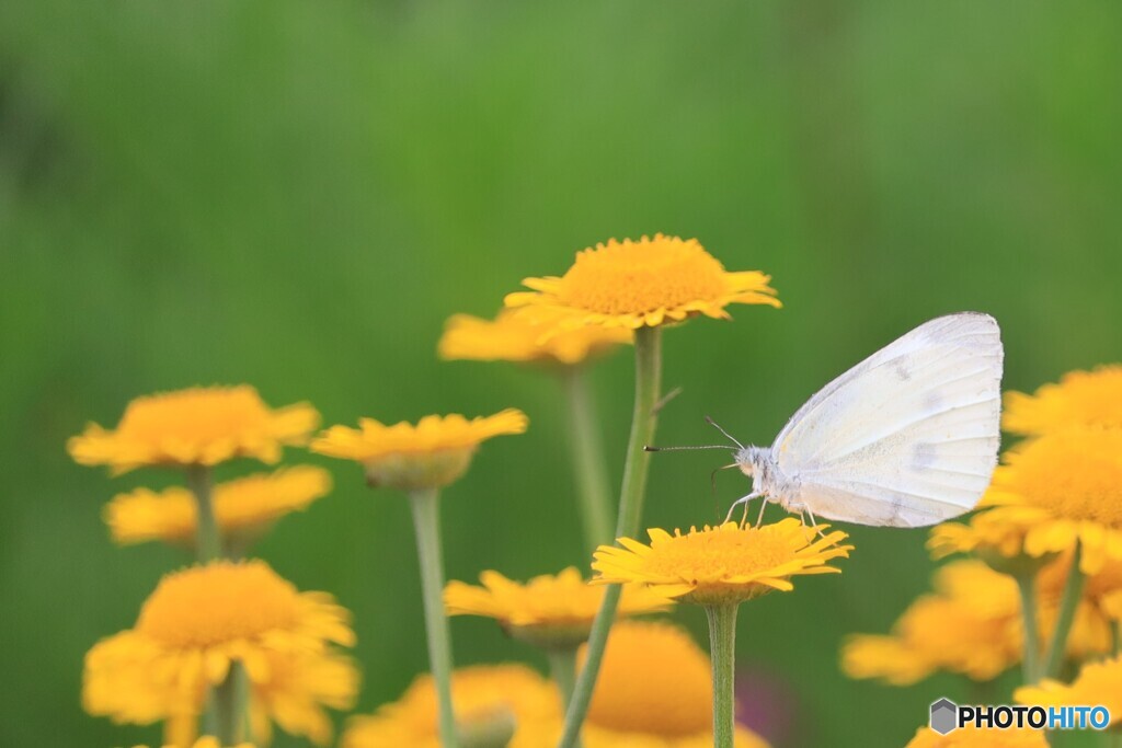 花と戯れる６