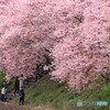  桜の木の下にて